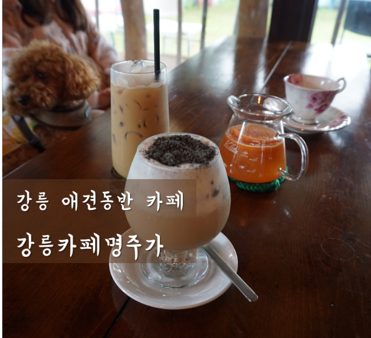  강릉 애견동반 카페 / 강릉커피명주가 : 밀크티 맛집 경포카페
