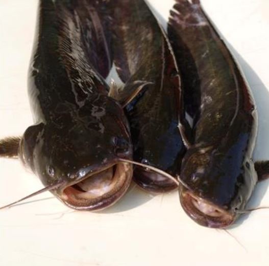 [음식궁합] 메기+참깨, 머위, 황련 :: 여름나는 궁합 : 네이버 블로그