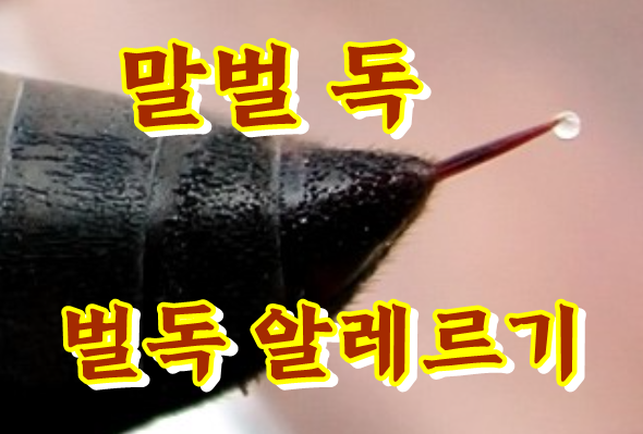  꿀벌 말벌 독, 벌독알레르기 차이점?