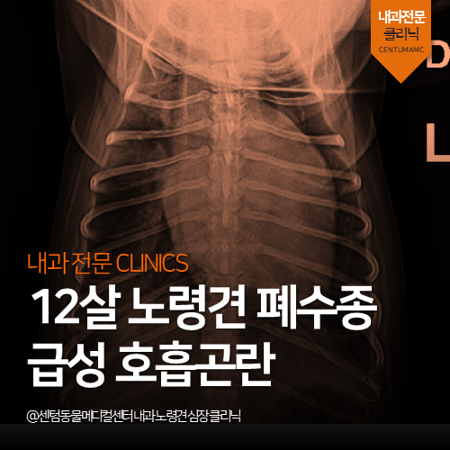  [심장전문진료] 강아지 폐수종 급성 호흡곤란 (노령견 응급 전문)