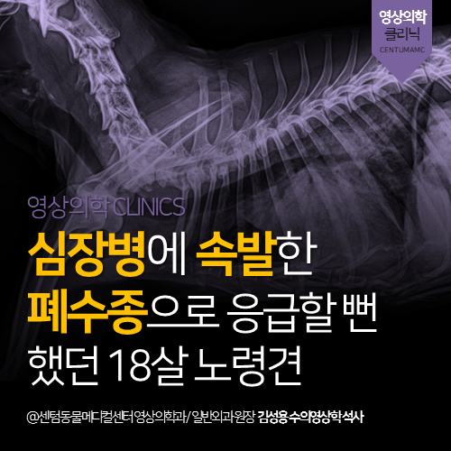  [심장전문진료] 강아지 심장병 속발 폐수종 (노령견 응급 동물병원)
