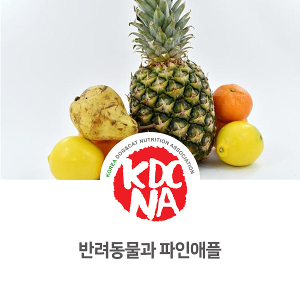  [반려동물 식재료 정보] 강아지 고양이 파인애플 먹어도 되나요?_565