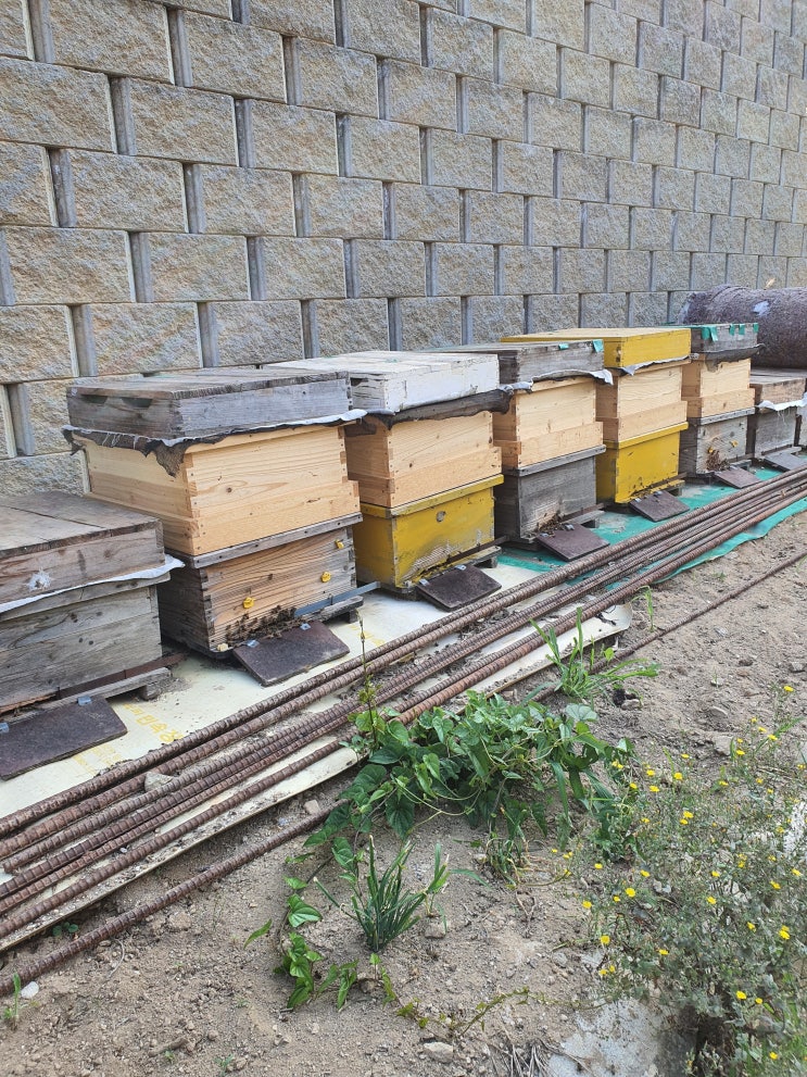 #마을회관 화단 풀뽑기행사와 꿀벌 점검하였습니다.