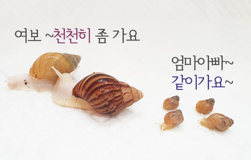 달팽이키우기 이것만알면됨! 키우는법과 분양안내 : 네이버 블로그