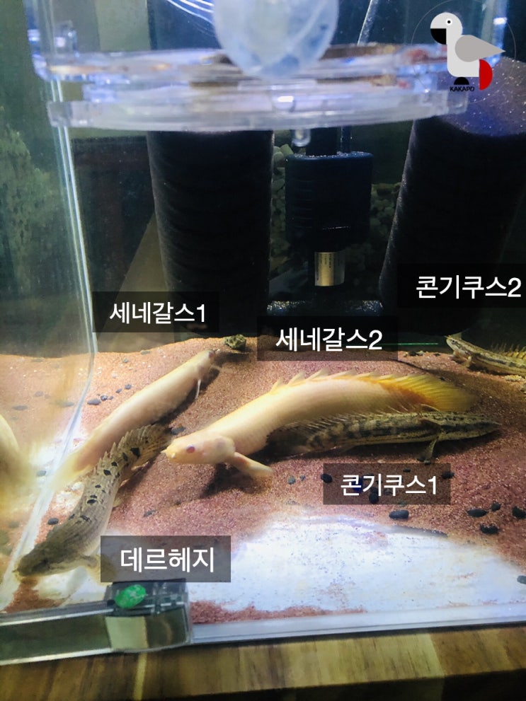  폭풍성장하는 폴립테루스, 그 비결은?(폴립테루스 유어)