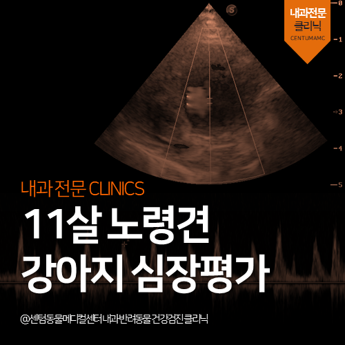  [노령견전문진료] 강아지 심장평가 (건강검진 동물병원)
