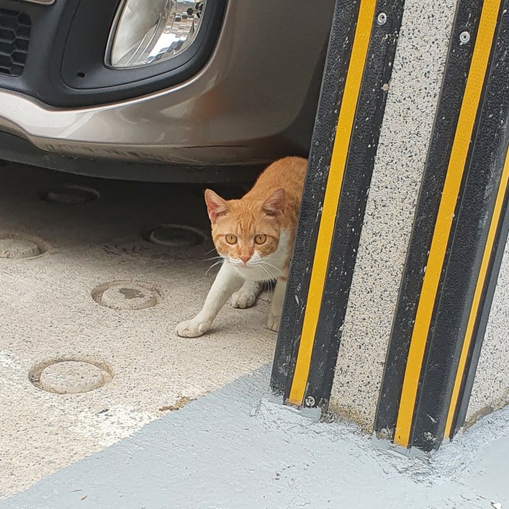  내집인데 왜 니가 째려보냥?