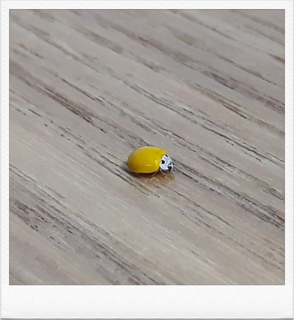 집안에 들어온 애기 무당벌레