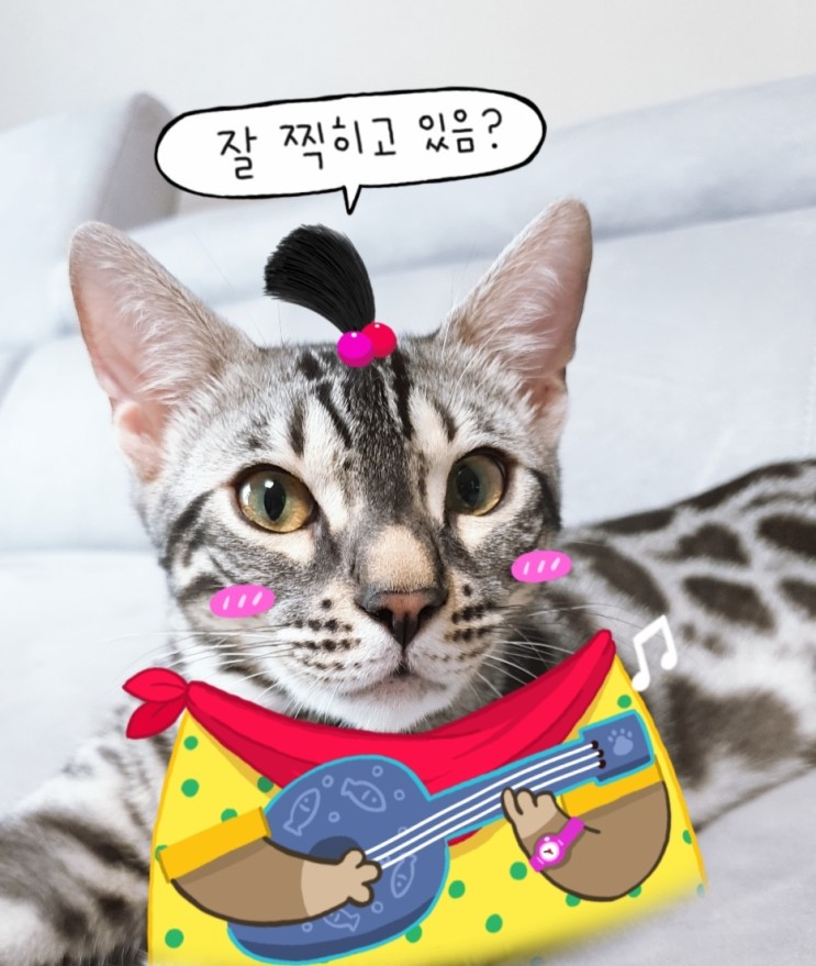 2019.07.24 -사진어플로 고양이사진찍기