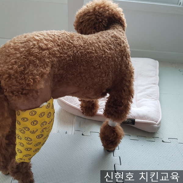  푸들 슬개골 탈구 수술 후 회복방법 및 기간