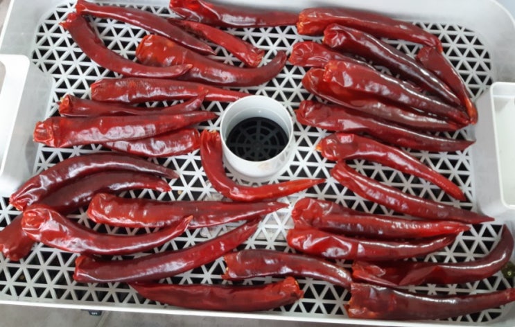  7월하순 첫 수확한 고추 말리기