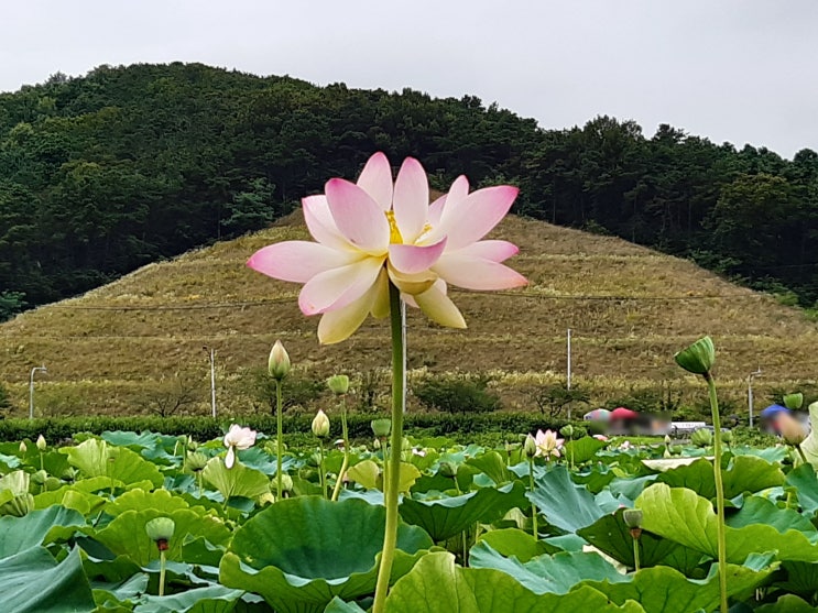  시흥 관곡지랑 나란히 있었던 연꽃테마파크 다녀왔어요