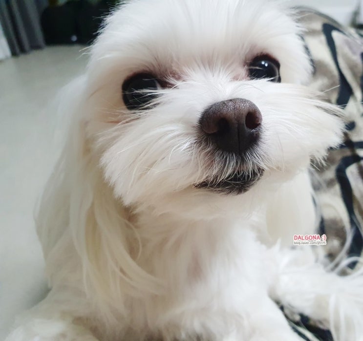  강아지 입냄새제거 88덴탈가드로 끄읏-!