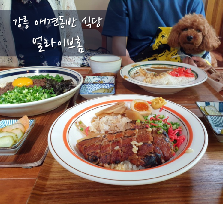 강릉 애견동반식당 / 얼라이브홈 : 분위기 좋은 일본가정식