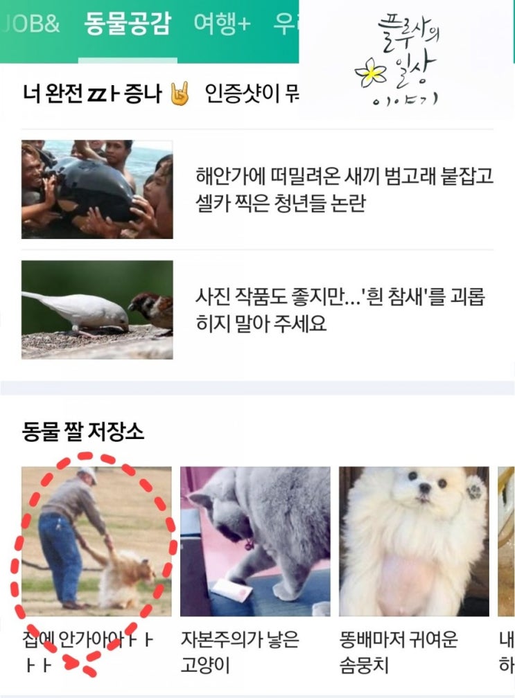  네이버 동물공감 메인에 소개됐어요!!!333