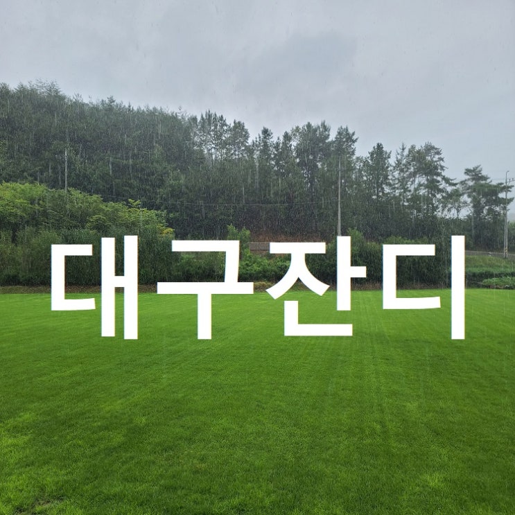  대구 잔디 직접 알아보고 구매하세요~