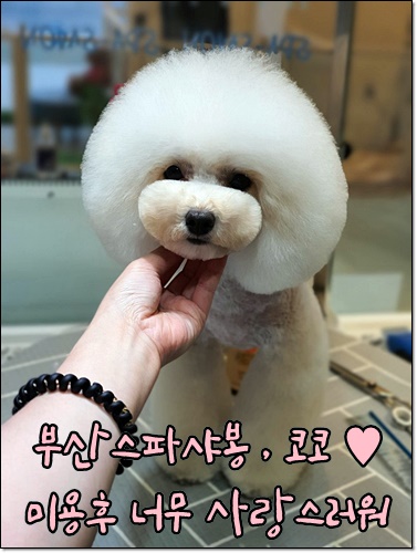 부산애견미용 수영구애견미용 스파샤봉에서 푸들 코코 대변신했어요 부산애견미용 수영구애견미용 스파샤봉에서 푸들 코코 대변신했어요