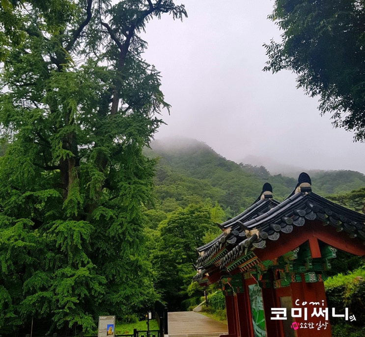 [서울 근교 여행] 양평 용문산관광단지 내 용문사 은행나무 양평 추천 명소