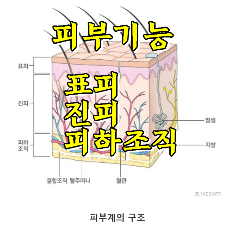  표피, 진피 구조와 피부 기능 정리