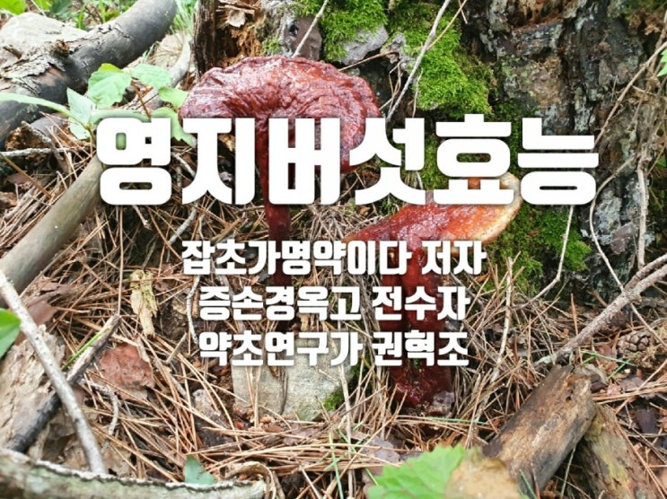  영지버섯 효능