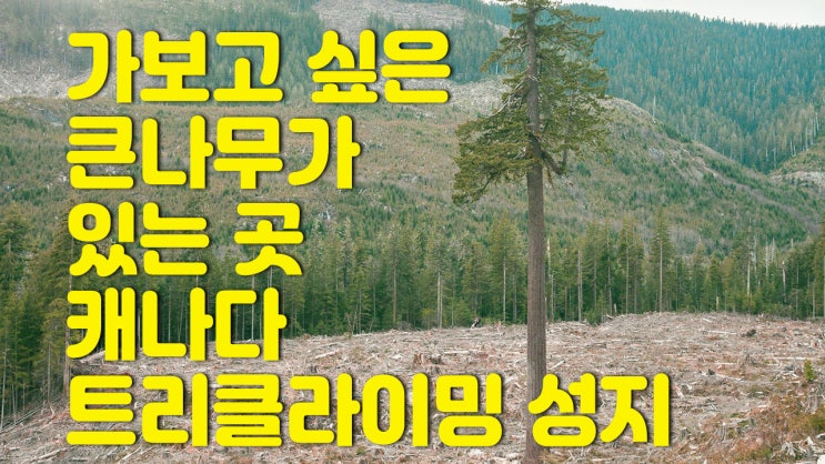  가보고 싶은 트리클라이밍 장소 캐나다 큰나무