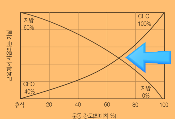 근육 대사 관련 이미지