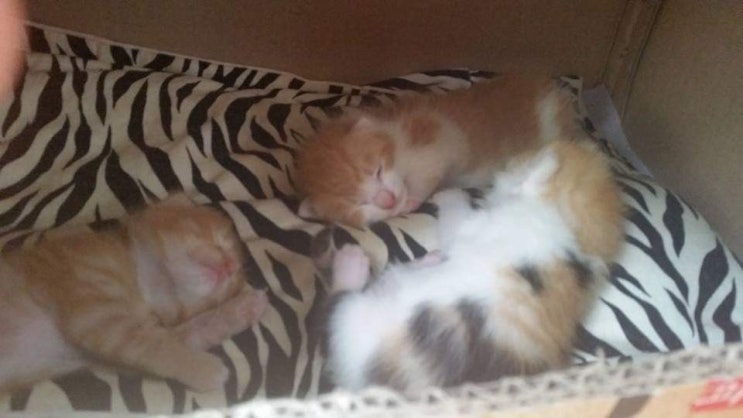  고양이 쌀이 2015