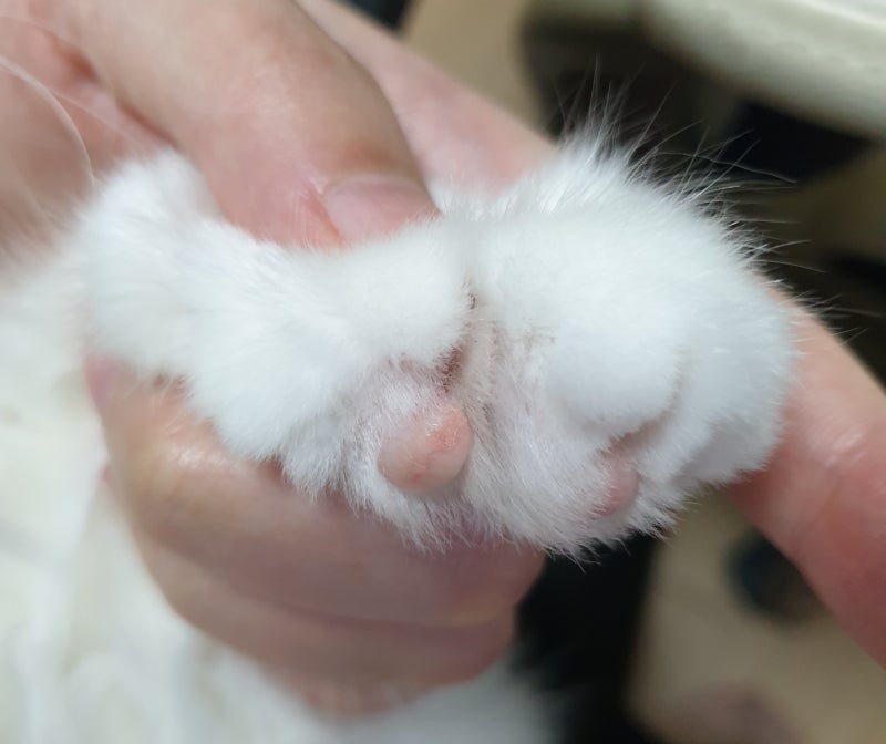 고양이 발바닥 돌처럼 굳은살.. 과각화증 : 네이버 블로그 고양이 발바닥 돌처럼 굳은살.. 과각화증 : 네이버 블로그