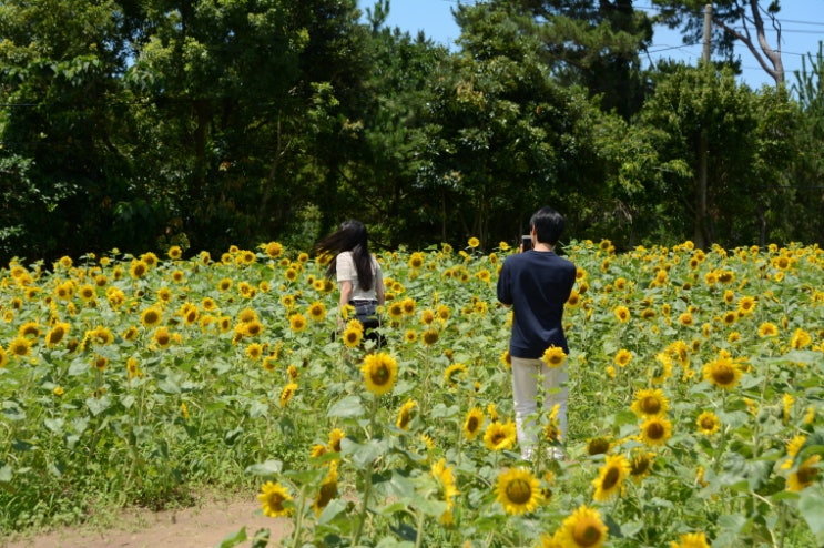 제주 서쪽 관광지 꽃이 가득한 갈만한곳 모음