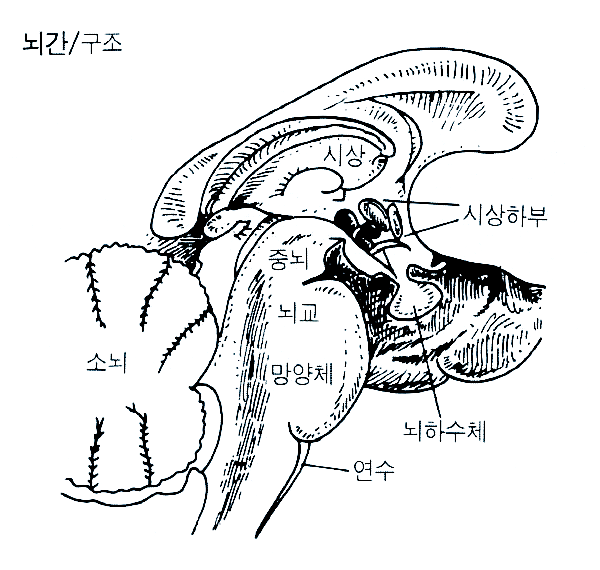뇌사, 식물인간 - 차이점의 핵심은 '뇌간' : 네이버 블로그