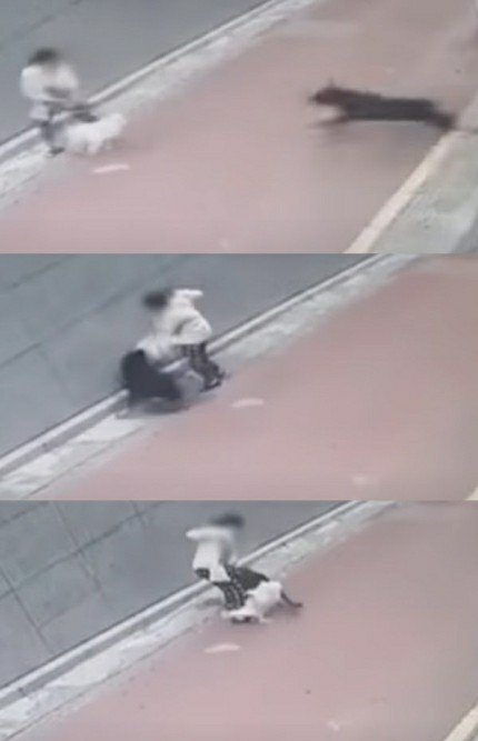  반려견 관리에 제발 신경좀 써주세요 ㅠㅠ