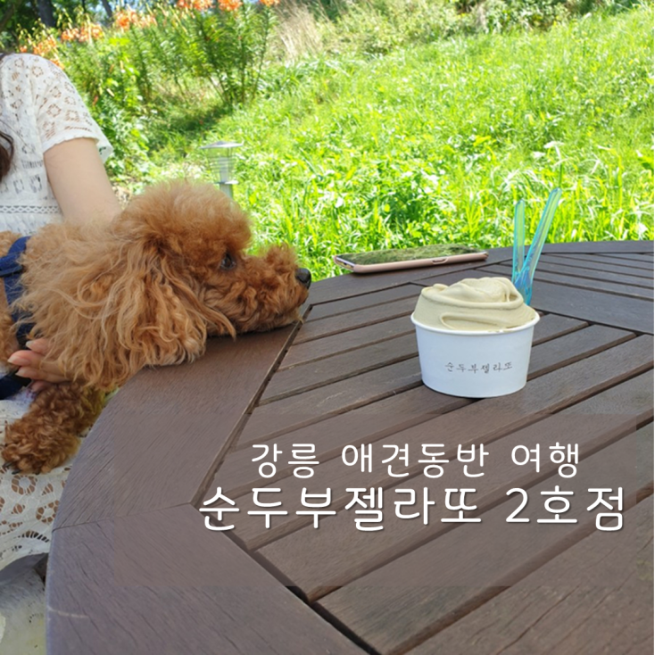  강릉 애견동반 여행 / 순두부젤라또 2호점 : 강릉카페거리 젤라또 후기