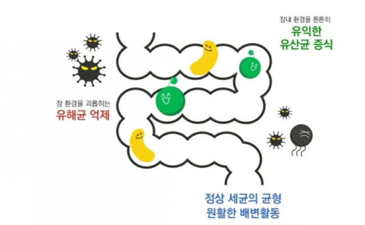  [건강] 프로바이오틱스 프리바이오틱스 신바이오틱스 멀티바이오틱스 대체 뭘 먹어야 하지?