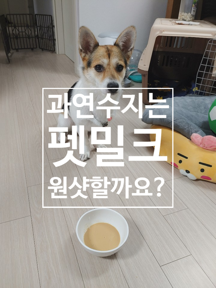  강아지우유 동원 펫밀크 뉴트리플랜 리얼 후기