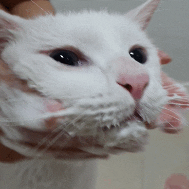  마라피키 케어바 고양이비누로 고양이 턱드름 고민 끝!