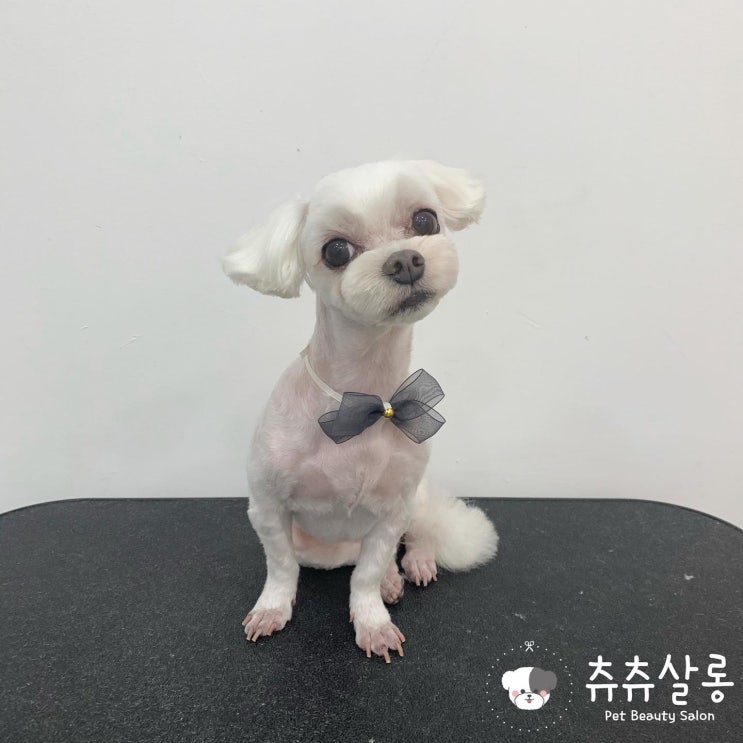  츄츄살롱 [부산북구애견미용/덕천애견미용/구포,만덕,화명,부산 애견미용/부산북구애견샵/덕천애견샵/구포,만덕,화명,부산애견샵,부산애견미용잘하는곳,부산애견미용추천,부산오픈애견미용실
