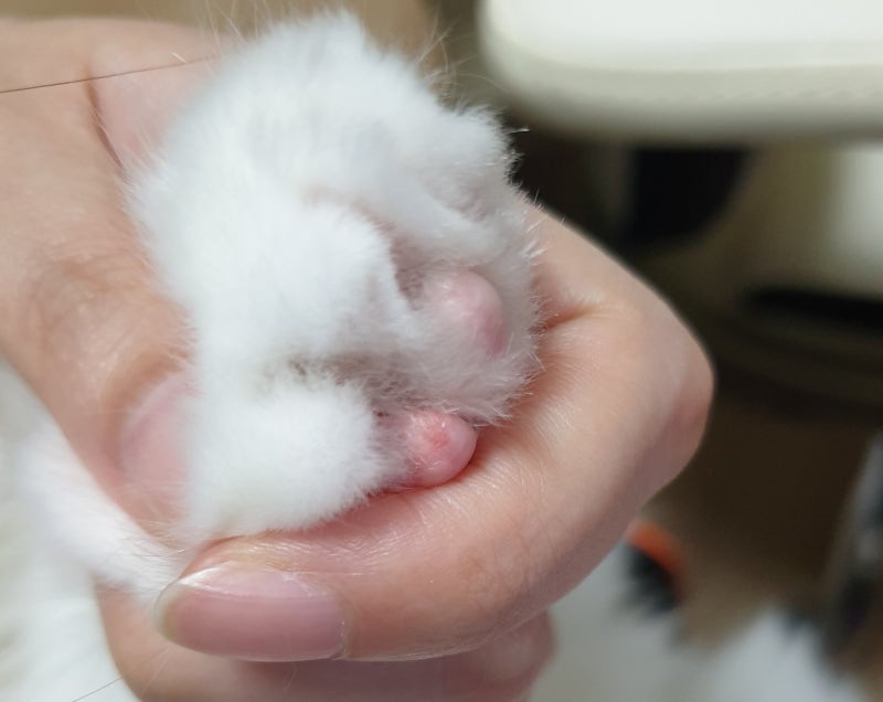 고양이 발바닥 돌처럼 굳은살.. 과각화증 : 네이버 블로그 고양이 발바닥 돌처럼 굳은살.. 과각화증 : 네이버 블로그