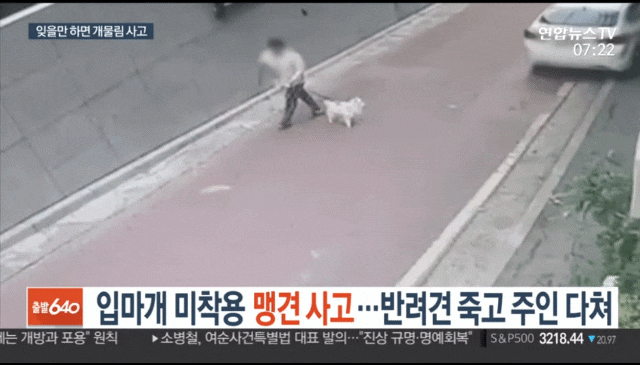  소형견 물어 죽인 맹견(로트와일러) :: 계속되는 맹견 사고