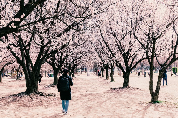  서울숲 나들이 벚꽃