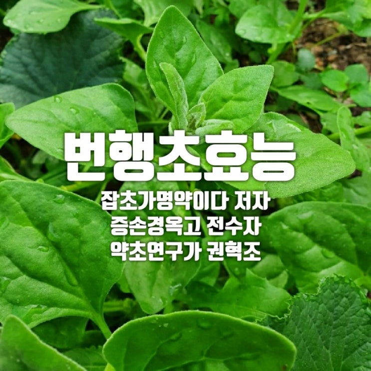  번행초 효능