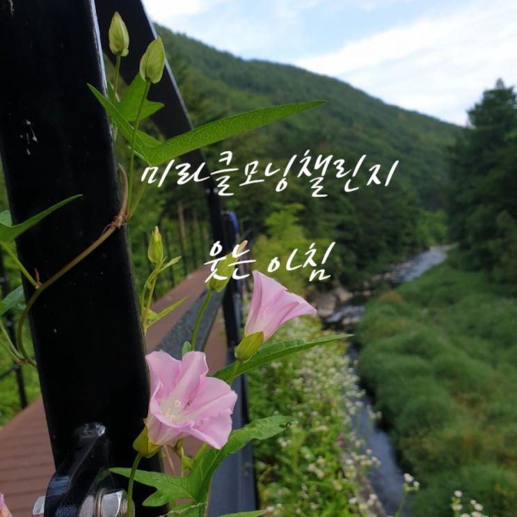  미라클모닝챌린지로 웃는 아침이 되었어요