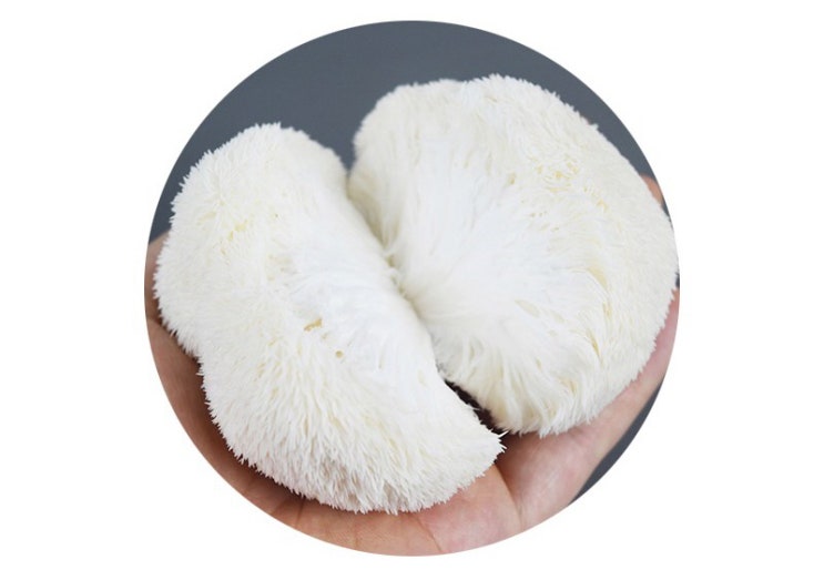  [산지직송] 노루궁뎅이버섯 신선하데이~