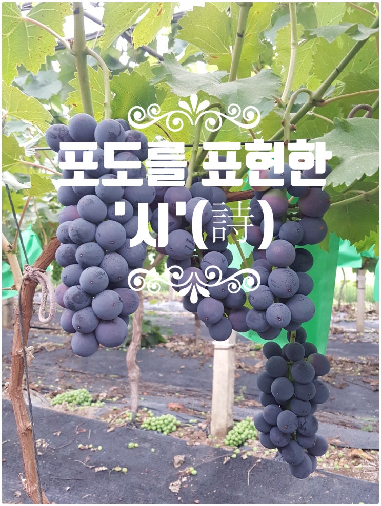  포도 와 관련 된 '시'(詩) 를 알아보았습니다.