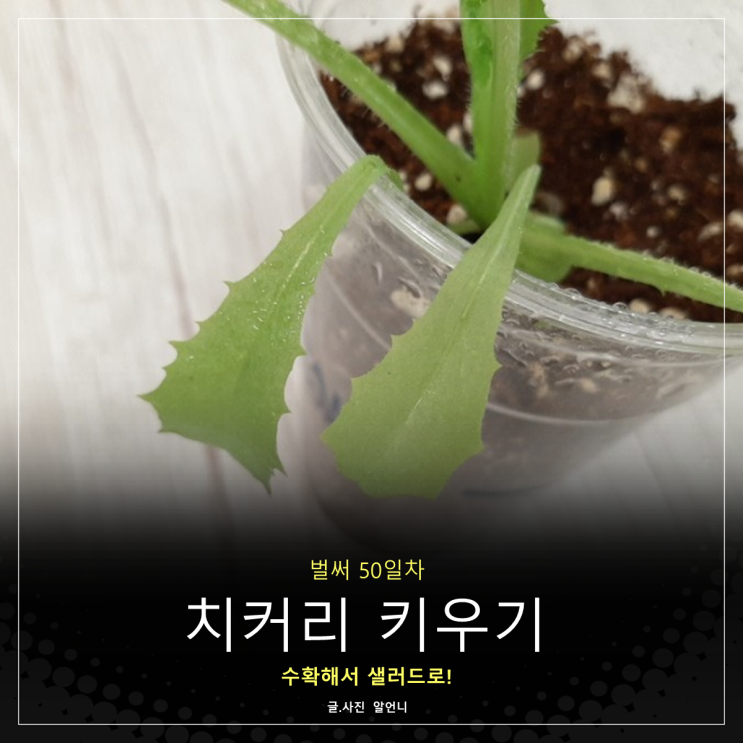  치커리 키우기 50일차 수확하기