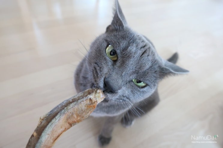  고양이 동결건조간식 에프디로우와일드 먹어봤다냥