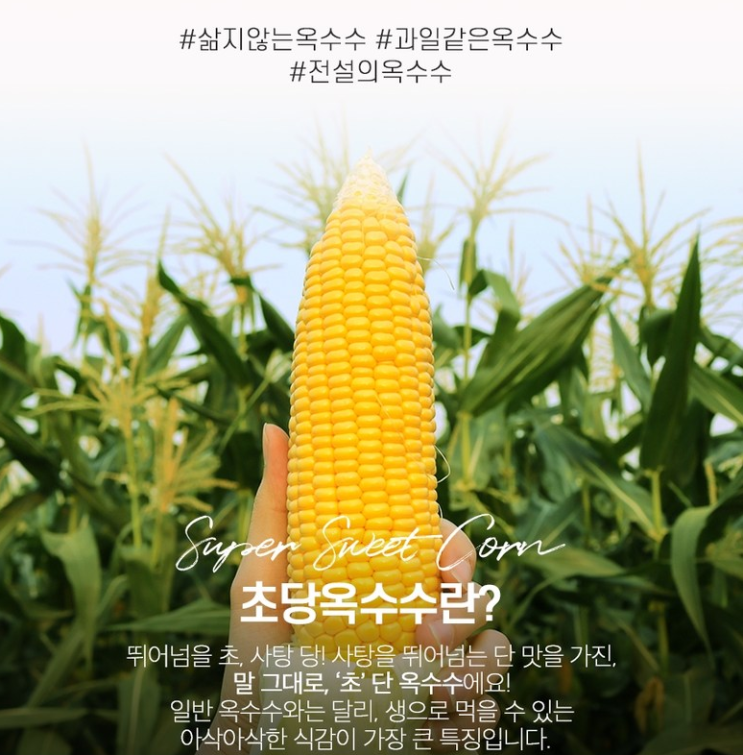  친환경 안전 ECO 보냉 배송 초당옥수수!(+초당옥수수란?/칼로리/보관법/효능 등)