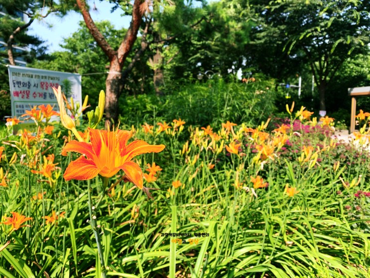 부천 벌막공원에서 알록달록한 여름 꽃 구경!