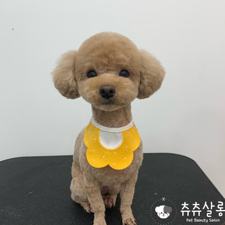 부산북구애견미용 : 츄츄살롱/부산애견미용/북구애견미용/구포애견미용/덕천애견미용/만덕애견미용/화명동애견미용/부산애견미용추천/부산애견미용잘하는곳/부산가위컷전문/부산오픈애견미용실 부산북구애견미용 : 츄츄살롱/부산애견미용/북구애견미용/구포애견미용/덕천애견미용/만덕애견미용/화명동애견미용/부산애견미용추천/부산애견미용잘하는곳/부산가위컷전문/부산오픈애견미용실