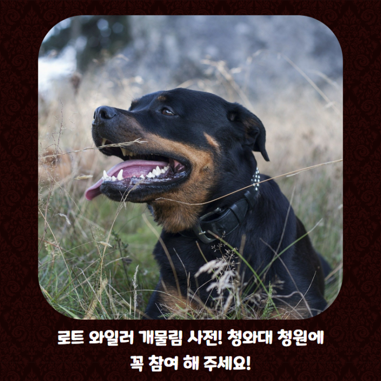  15초 만에 스피츠 물어 죽인 "살생견! 로트와일러" 청와대 국민청원에 참여해 주세요! 가해가 견주가 "개를 못 키우게 해 주세요"