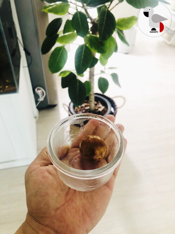  식물장의사 카카포 도전하기 7 - 아보카도 비빔밥 맛나게 먹고, 아보카도 씨앗 발아하기